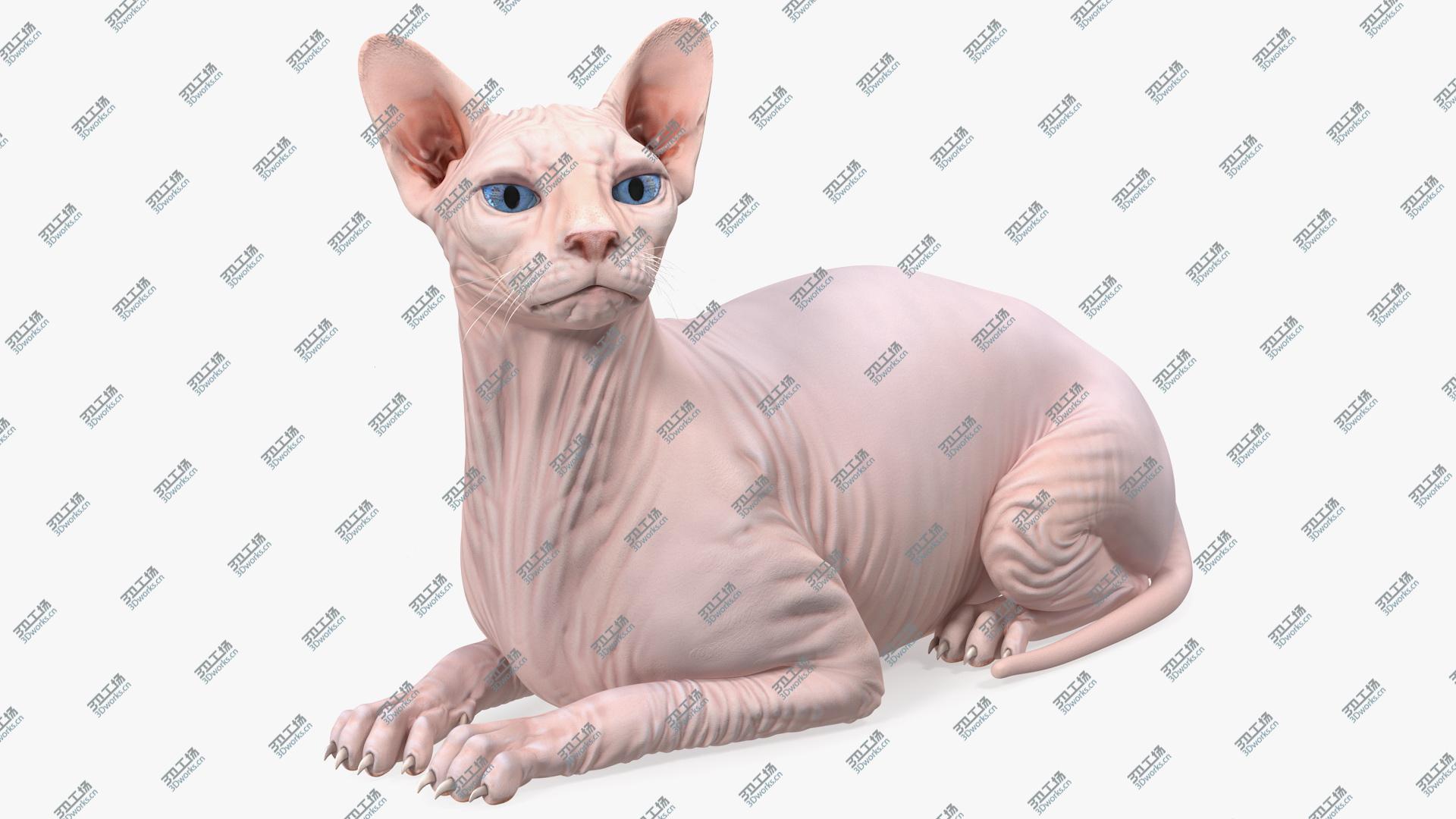 images/goods_img/20210319/Cream White Sphynx Cat Lying Pose 3D model/1.jpg